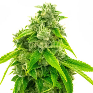 CBD Diesel feminized marijuana seeds