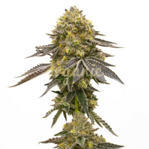 CBD Fruit (1:14) feminized marijuana seeds
