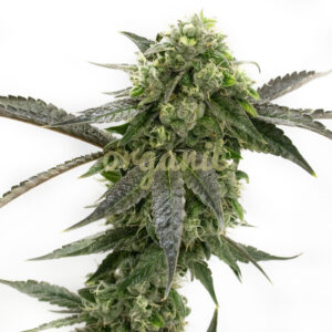 CBD Girl Scout Cookies feminized marijuana seeds