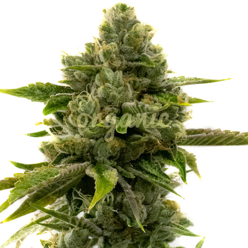 CBD Harlequin feminized (1:9) marijuana seeds