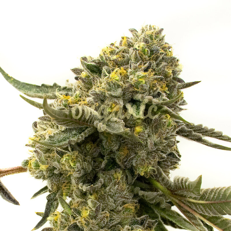 CBD Harlequin feminized marijuana seeds