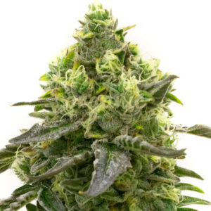 CBD Harlequin Kimbo Kush Fast Version marijuana seeds