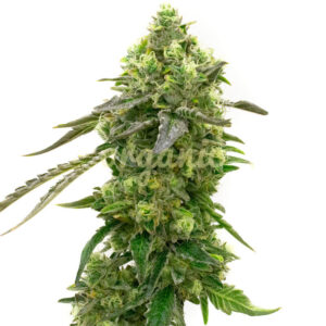 CBD Harlequin Kimbo Kush (1:2) marijuana seeds
