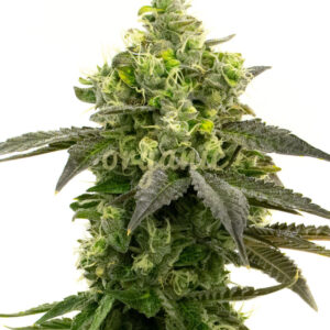 CBD Haze Autoflower marijuana seeds