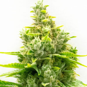 CBD Haze feminized marijuana seeds