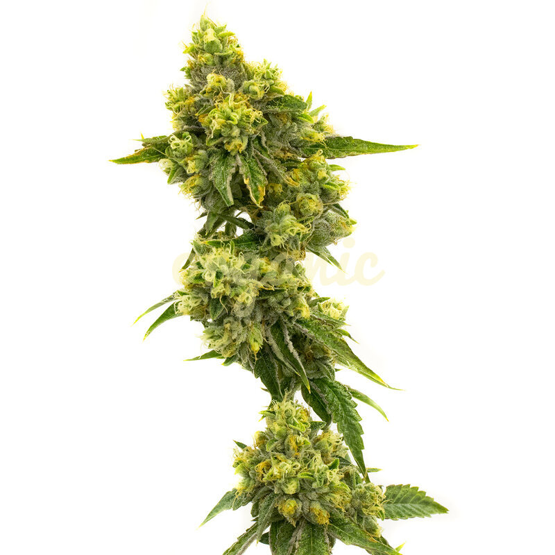 CBD Jack Herer feminized marijuana seeds