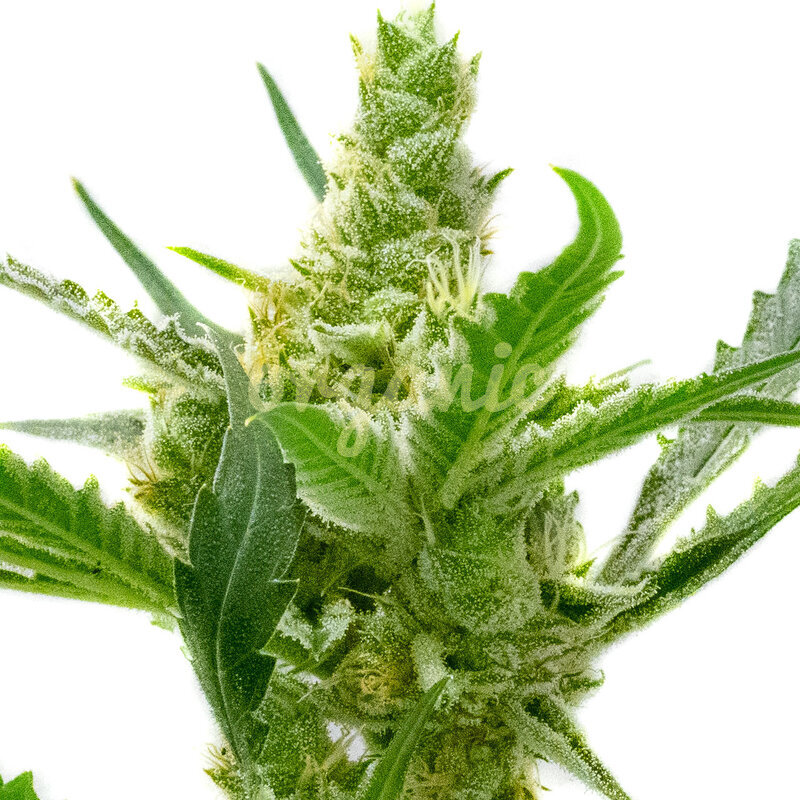 CBD Kush Autoflower marijuana seeds