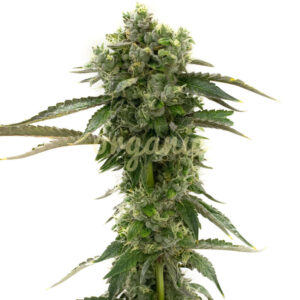 CBD Kush feminized marijuana seeds