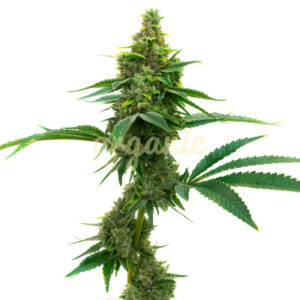 CBD Mamba Negra Autoflower marijuana seeds