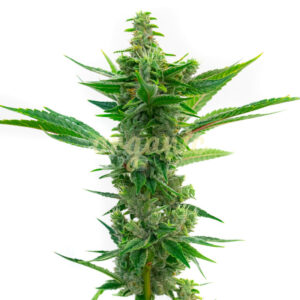 CBD Mamba Negra feminized marijuana seeds