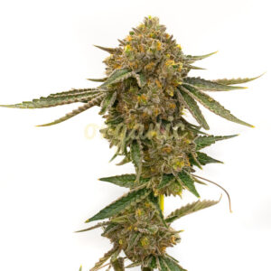 CBD Mango feminized marijuana seeds