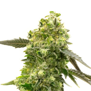 CBD Mexican feminized marijuana seeds