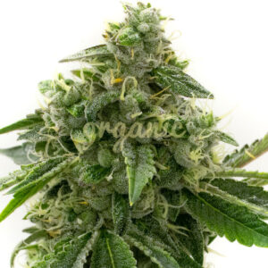 CBD OG Kush feminized marijuana seeds