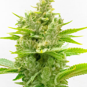 CBD Ratio 1:30 feminized marijuana seeds