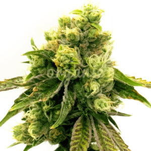 CBD Sour Lemon feminized marijuana seeds