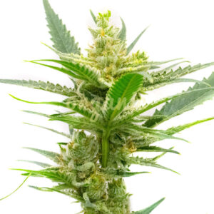 CBD Sour Tangie (1:9) feminized marijuana seeds