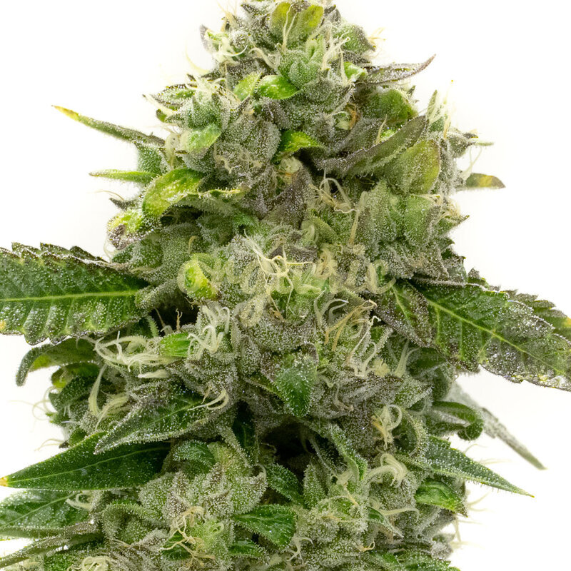 CBD Strawberry feminized marijuana seeds