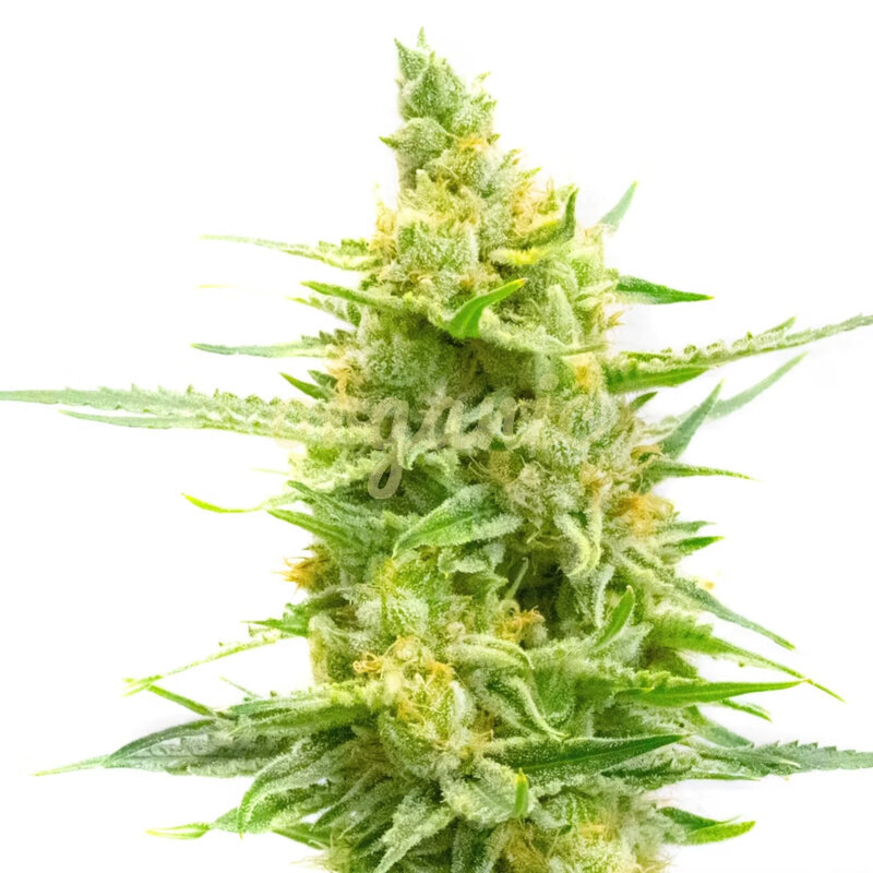 CBD Strawberry Kush feminized marijuana seeds