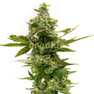 CBD Super Lemon Haze (1:1) feminized marijuana seeds