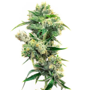 CBD Super Silver Haze feminized marijuana seeds