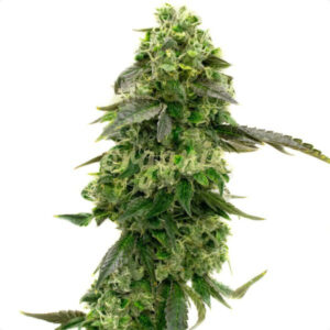 CBD Supreme Durban feminized marijuana seeds