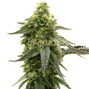 CBD Tangie feminized marijuana seeds
