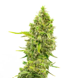 CBD White Widow (10:1) feminized marijuana seeds