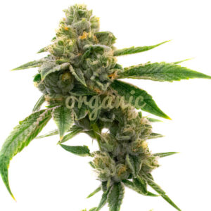 CBD White Widow Autoflower marijuana seeds