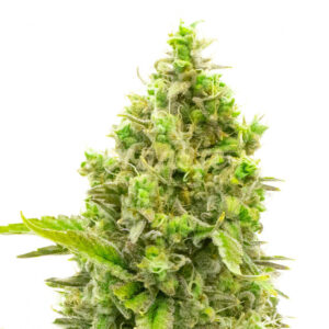 CBD White Widow feminized marijuana seeds