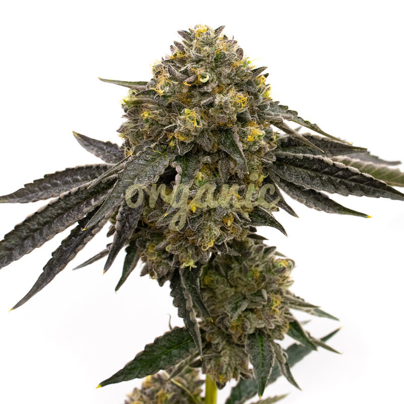 CBD Zkittlez (1:1) feminized marijuana seeds