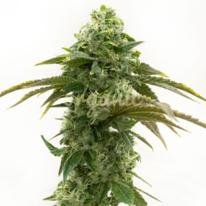 Cheese Autoflower marijuana seeds