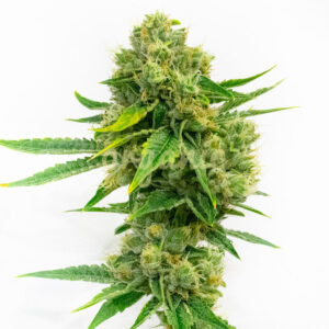 Cheese Diesel feminized marijuana seeds