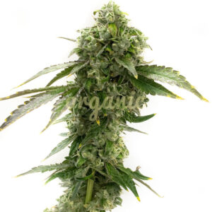 Cheese feminized marijuana seeds