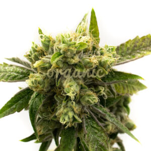 Chemdawg #4 feminized marijuana seeds