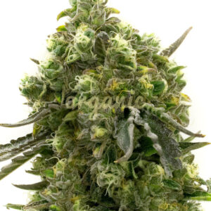 Cherry Pie feminized marijuana seeds