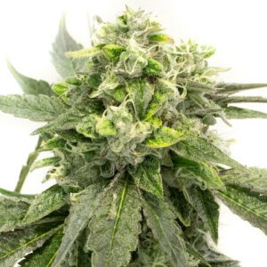 Chocoholic Kush feminized marijuana seeds