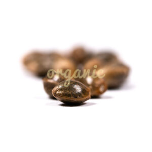 Chocolope feminized marijuana seeds