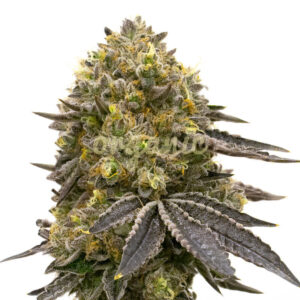 Chocolope Kush feminized marijuana seeds