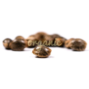 Chocolope regular marijuana seeds