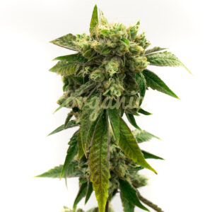 Chronic Widow feminized marijuana seeds