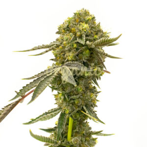 Cinderella 99 Fast Version marijuana seeds