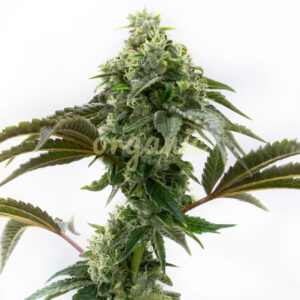 Cinderella 99 feminized marijuana seeds