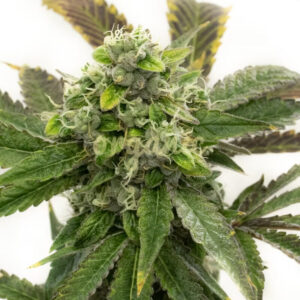 Cinderella Cake feminized marijuana seeds