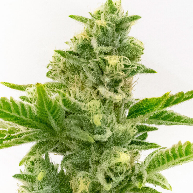 Cloudberry feminized marijuana seeds