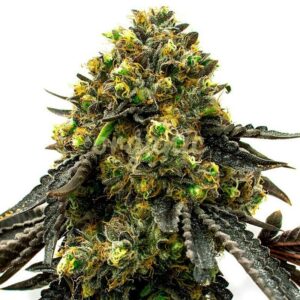 Coffeeshop Waltz feminized marijuana seeds