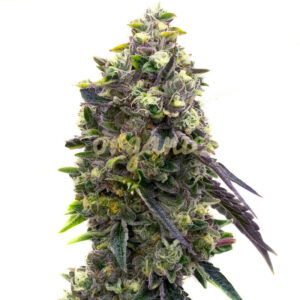 Cold War Kush feminized marijuana seeds