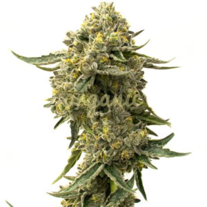 Cookies & Cream feminized marijuana seeds