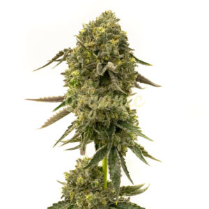 Cramnesia feminized marijuana seeds