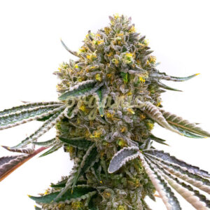 Cream Autoflower marijuana seeds