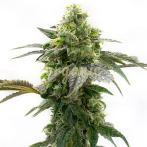 Cream Caramel feminized marijuana seeds